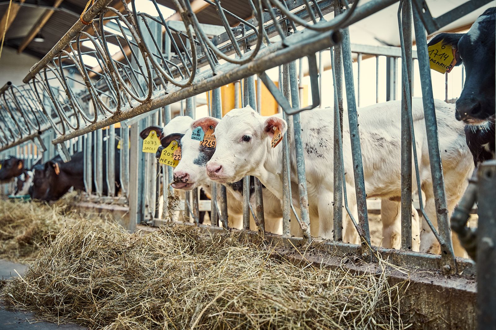 Dairy cows in a modern, naturally lit cattle barn